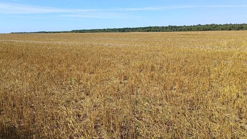 Фермеры Подмосковья могут получить землю в аренду сроком на пять лет без проведения торгов