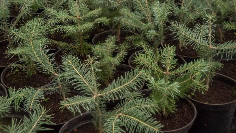 Пихты, ели, сосны. Шесть тысяч новогодних деревьев предложит Ивантеевский лесопитомник