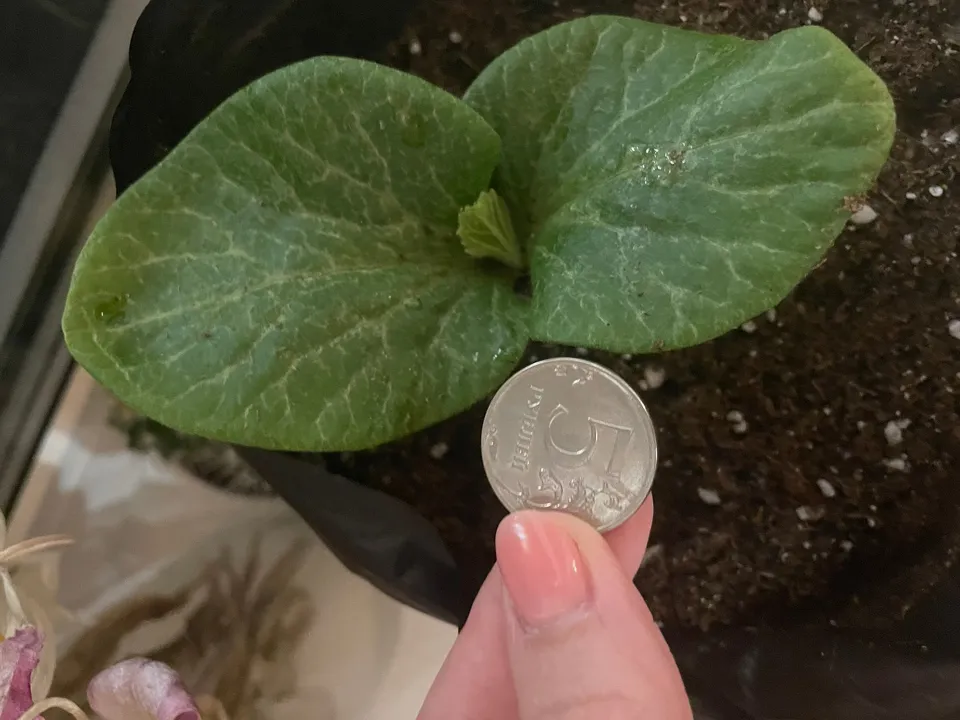 Росточку три дня. Фото: личный архив Алины Романовой<br>