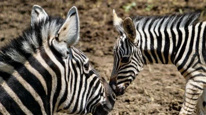 В египетском зоопарке ослов «превратили» в зебр