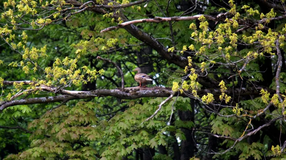 Фото: vk.com/Бутовский полигон-проектируемая ООПТ