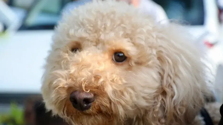 Фото: Минсельхозпрод МО