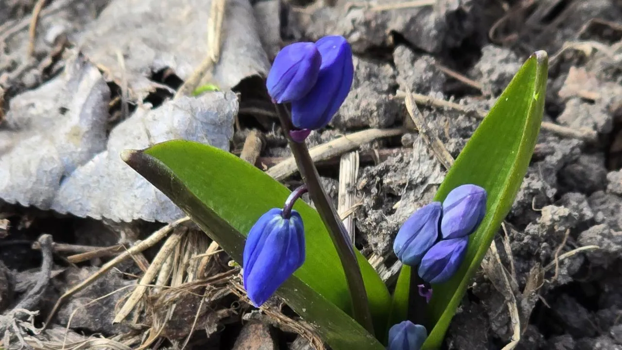 МедиаБанк Подмосковья/Марина Анисимова