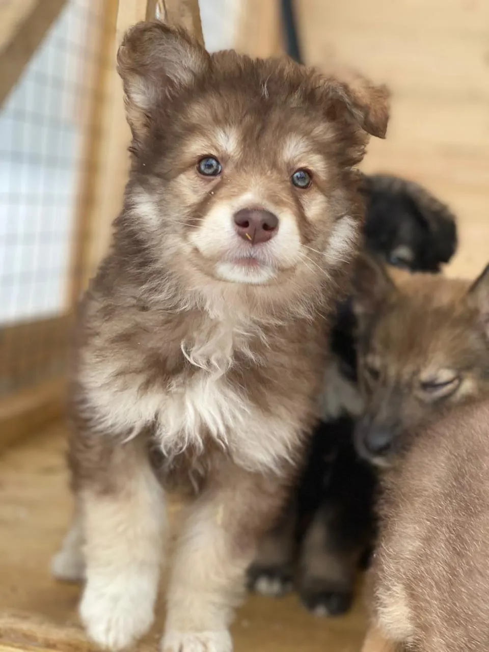 Фото: Подслушано Павловская Слобода Official / ВКонтакте