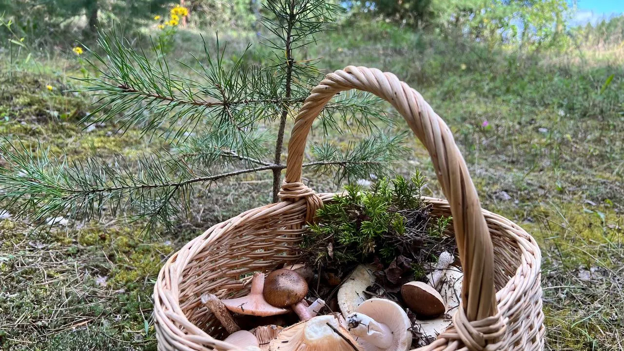 Фото: REGIONS/Елена Фурман