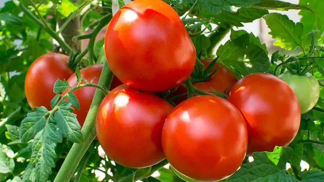 istockphoto.com/Helios4Eos