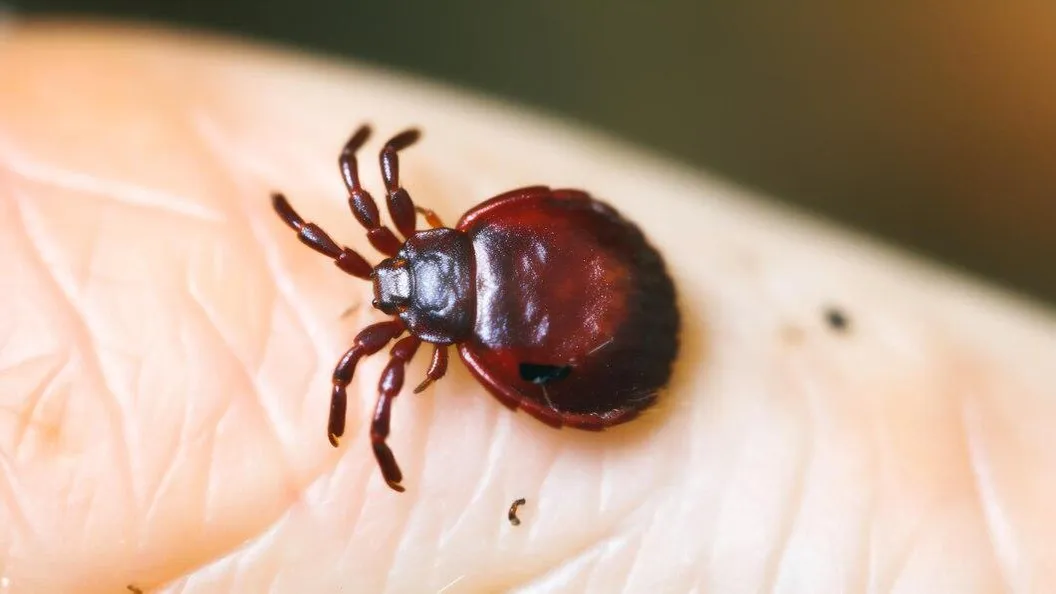 медиасток.рф