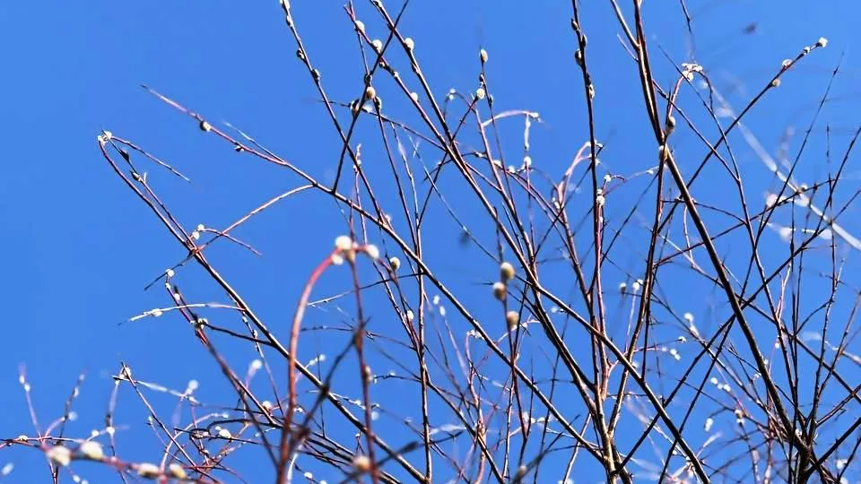 Фото: t.me/kashira_tut