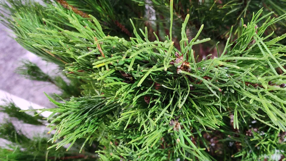 Фото: МедиаБанк Подмосковья/Максим Сафронов