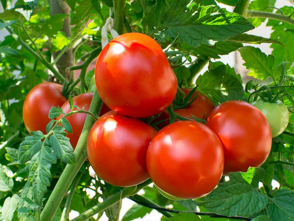 &nbsp; Фото: istockphoto.com