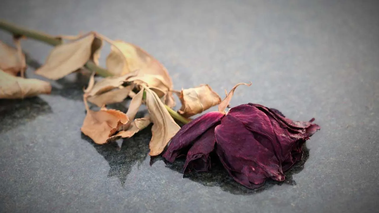 Фото: Pixabay.com