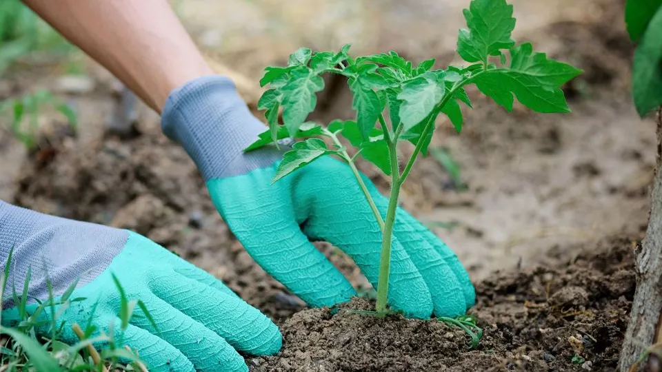 Фото: istockphoto.com