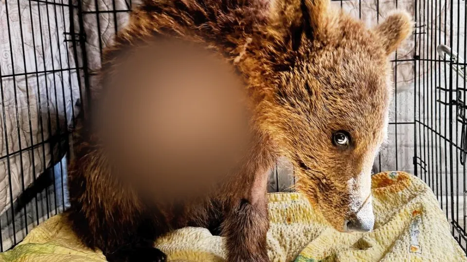 Фото: t.me/Земля Прайда