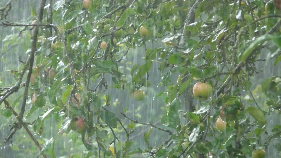 Фото: pxhere.com