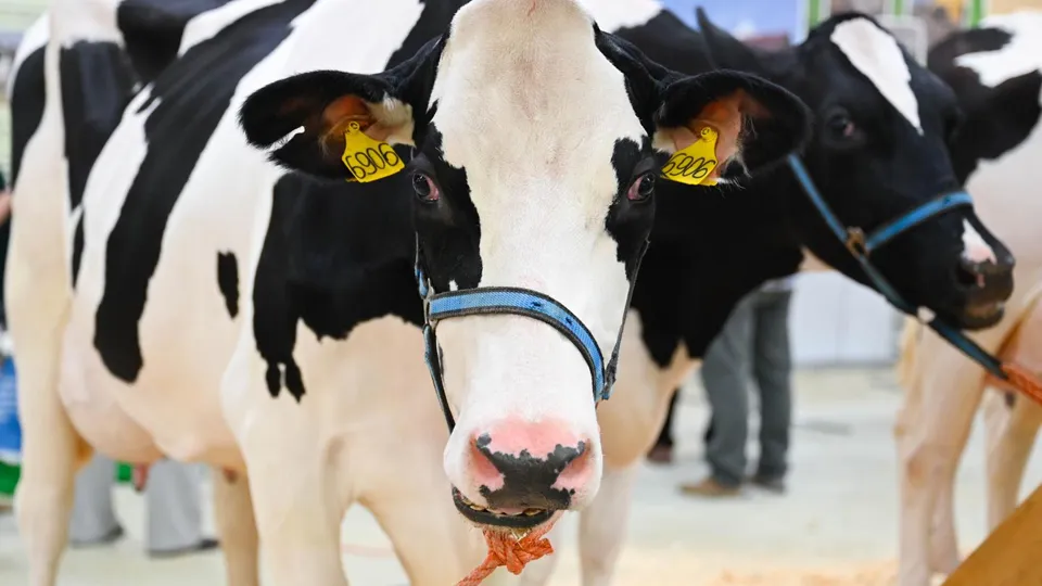 Фото: Министерство сельского хозяйства и продовольствия Московской области