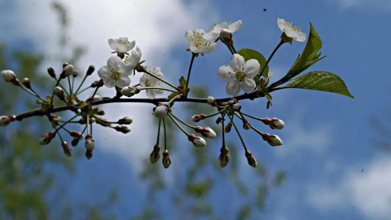 Серафим Мурзин