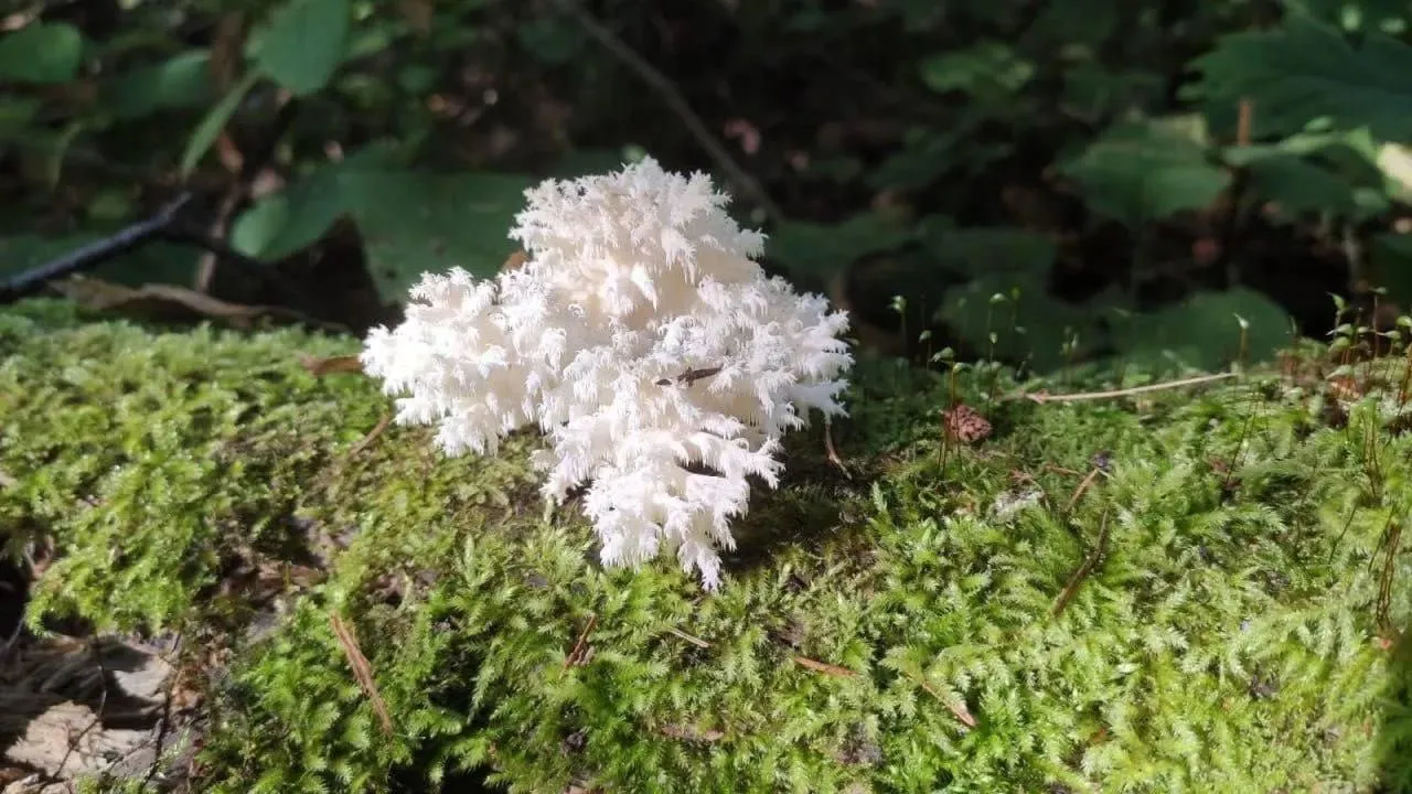 Пресс-служба Комитета лесного хозяйства Московской области