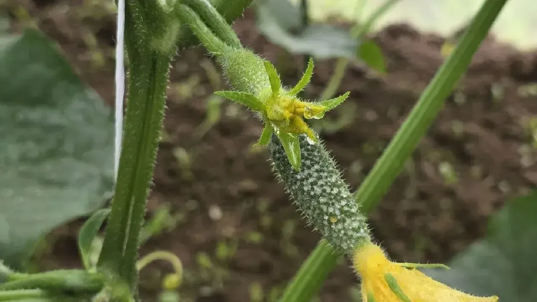 МедиаБанк Подмосковья/Яна Шаливская