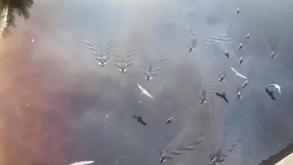 Радужная пленка из нефти покрыла реку Коваши в Ленобласти