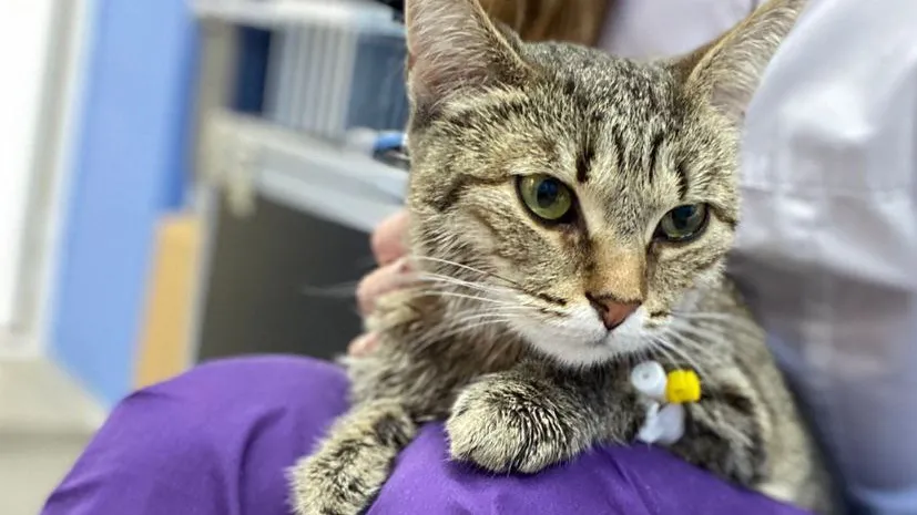 Фото: Дмитровская ветеринарная станция.