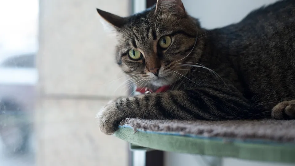 Фото: медиасток.рф