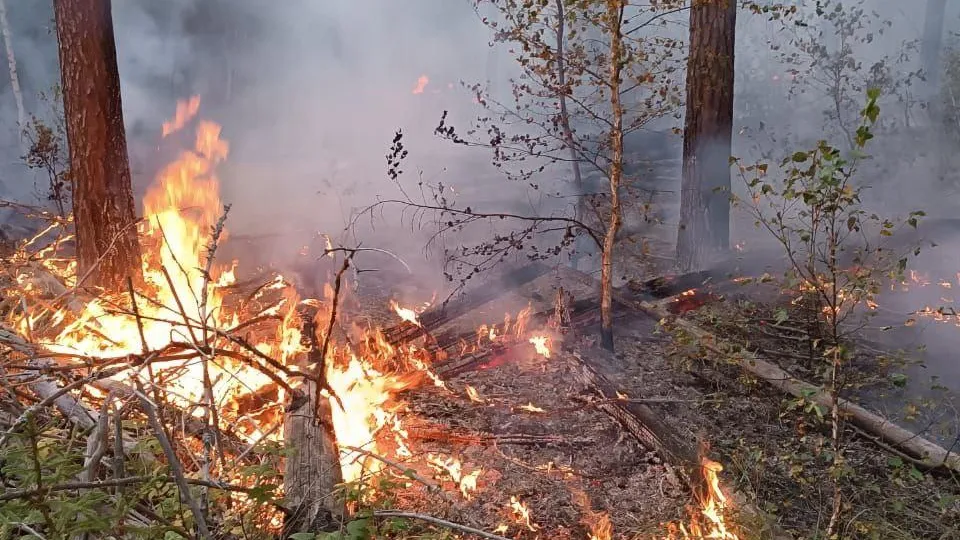 Комитет лесного хозяйства МО