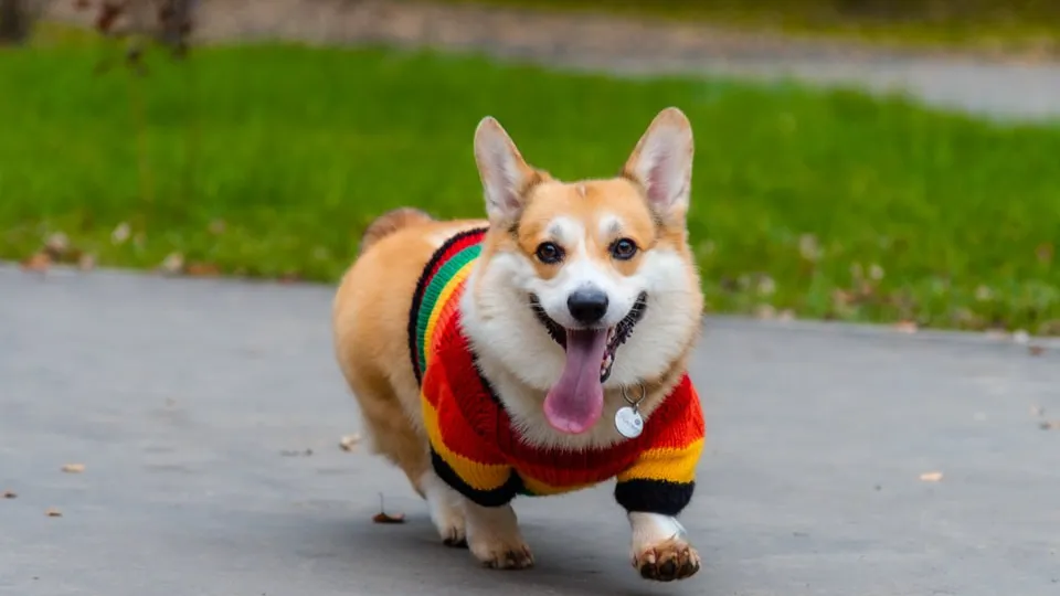 Фото: пресс-служба администрации г.о. Коломна