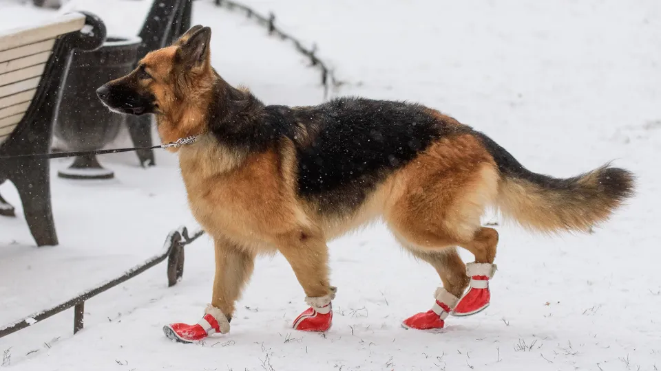 Фото: ТАСС/Сергей Ермохин
