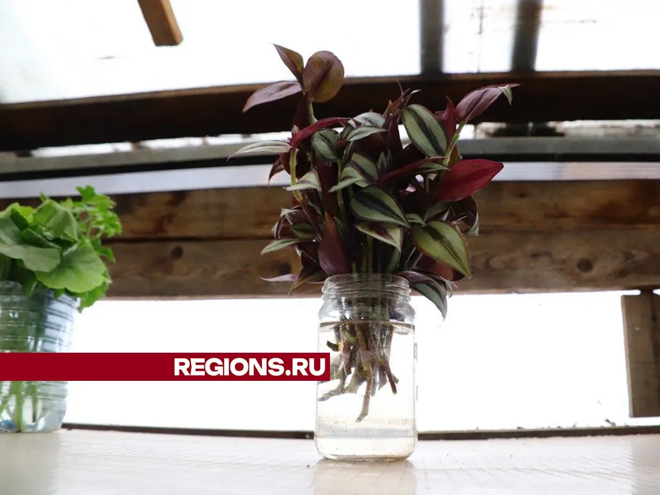 Фото: Максим Лысов