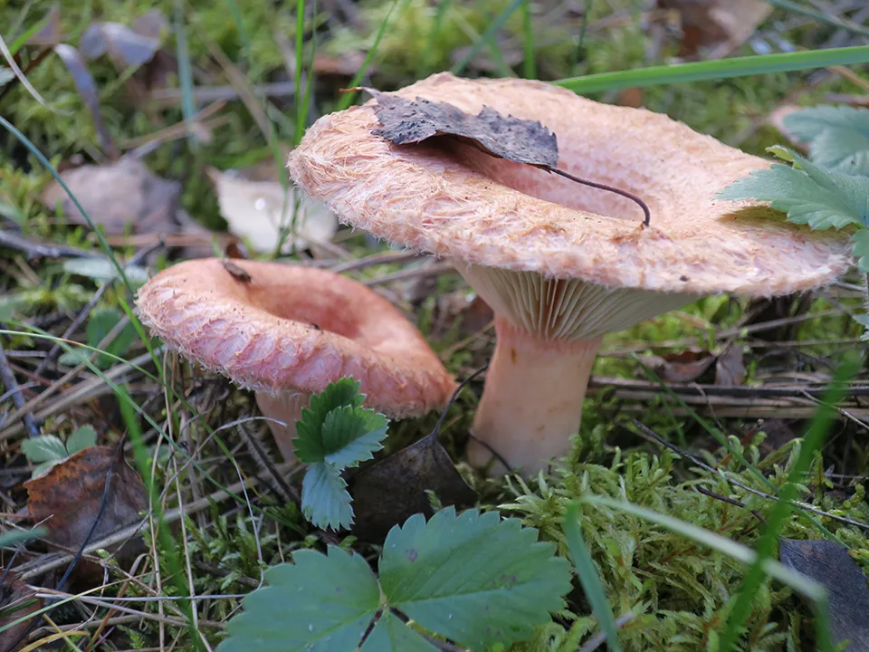 Фото: медиасток.рф