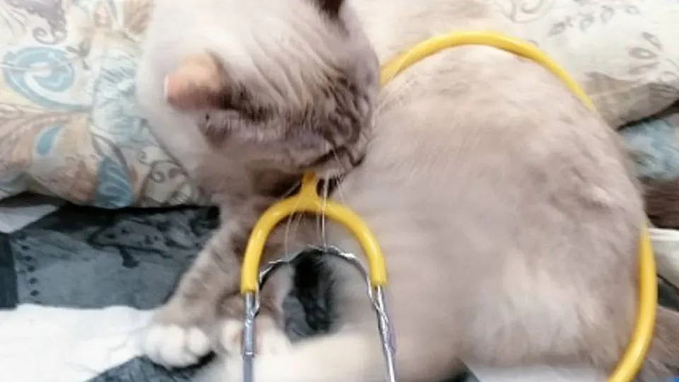 Фото: t.me/m0ssmp