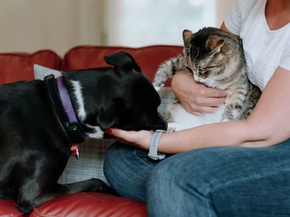 Фото: istockphoto.com/Michele Pevide