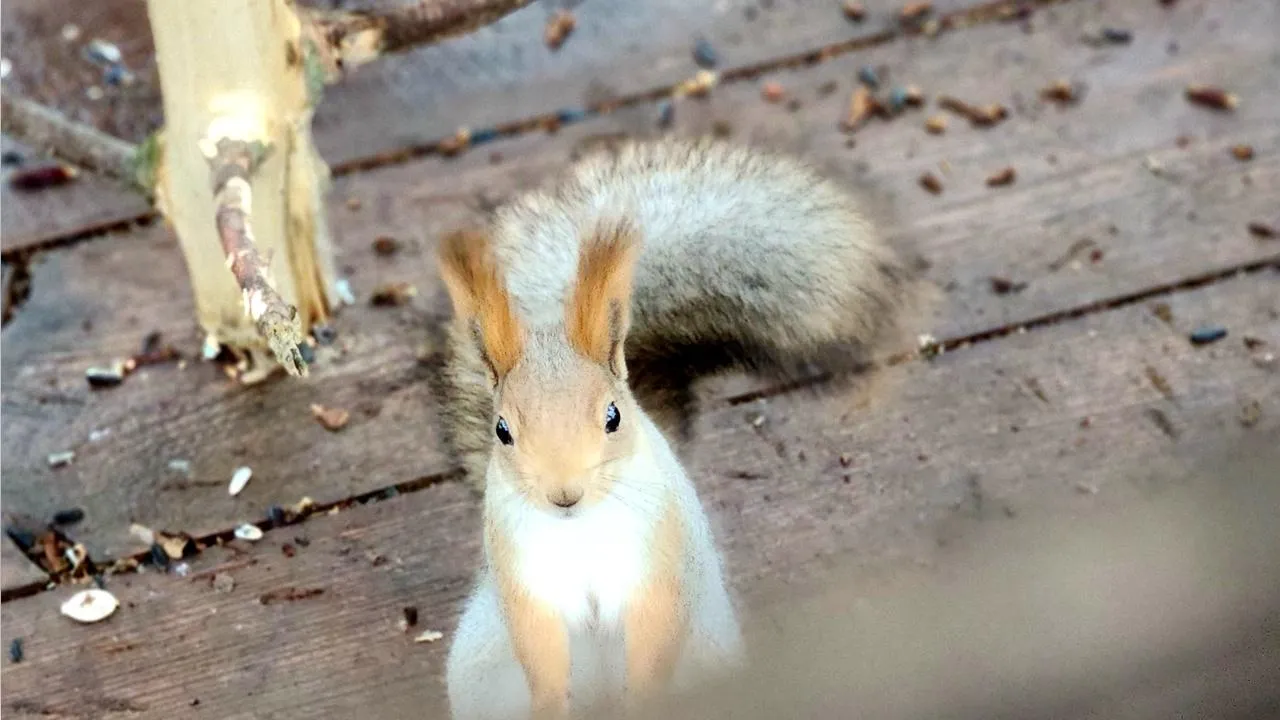 МедиаБанк Подмосковья/Ольга Сычева