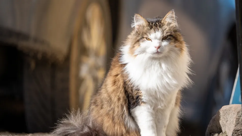 Фото: freepik.com