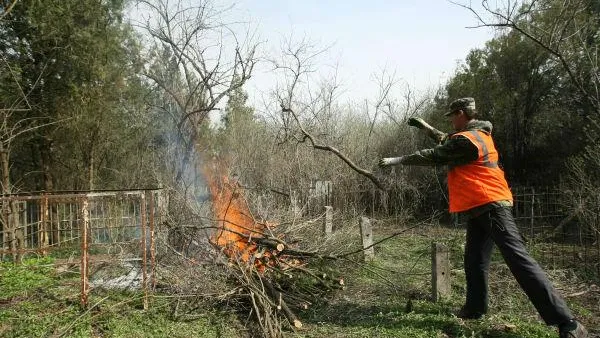Порубочные остатки запретили сжигать в Наро-Фоминском районе