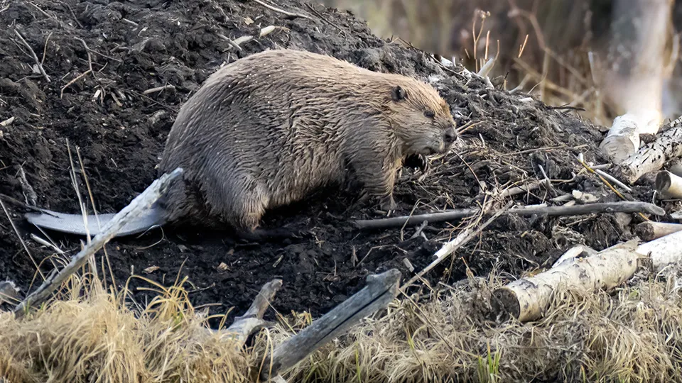 Фото: istockphoto.com