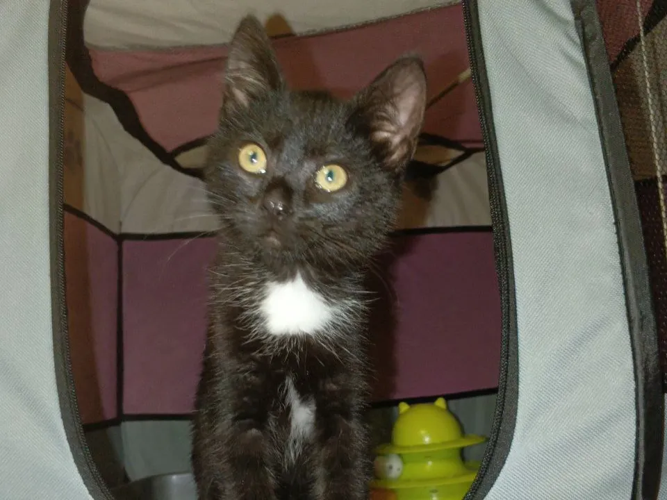 Фото: t.me/cat_tiki