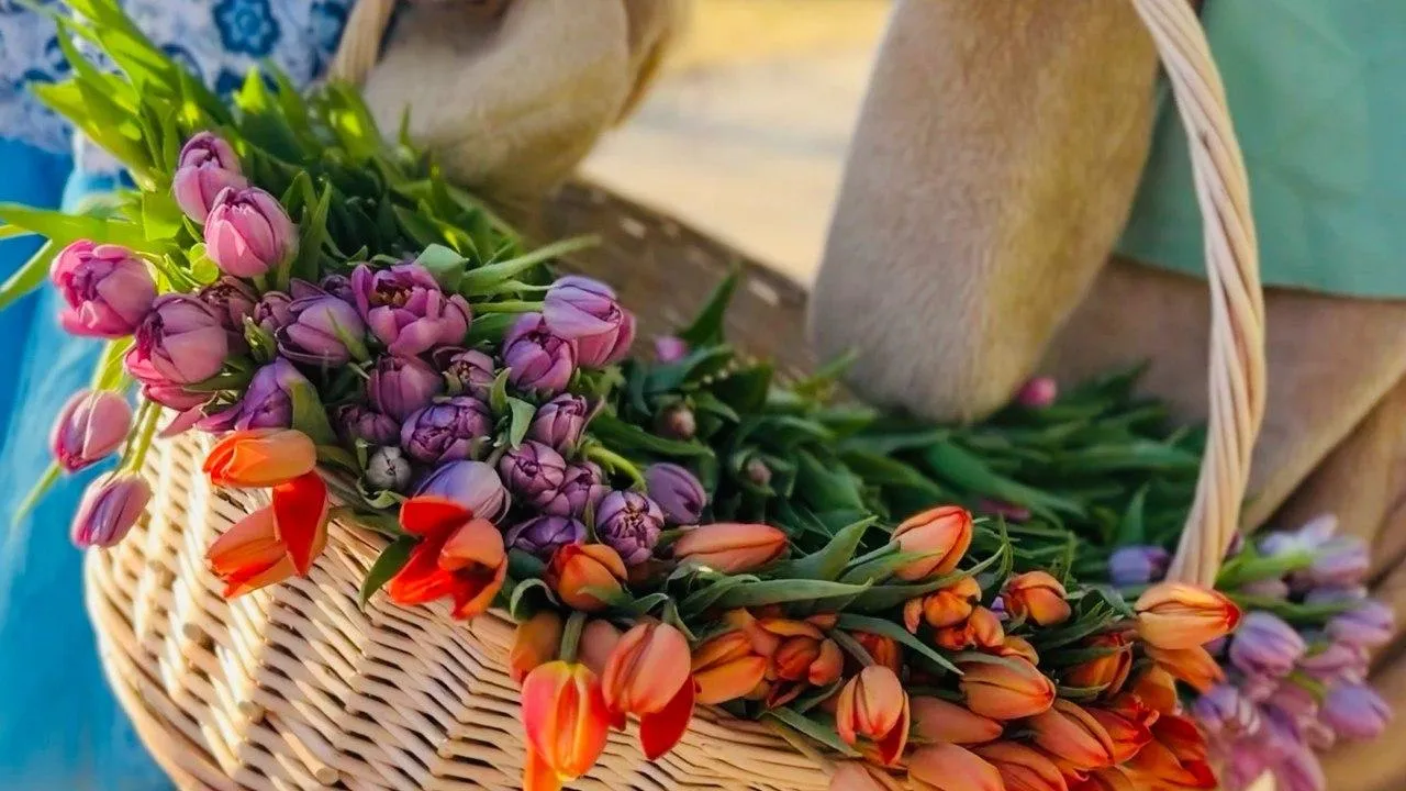 МедиаБанк Подмосковья/Ольга Стаферова