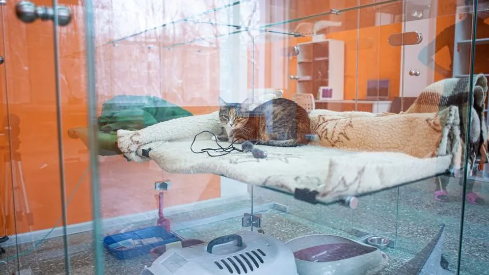 Фото: Медиаархив Подмосковья