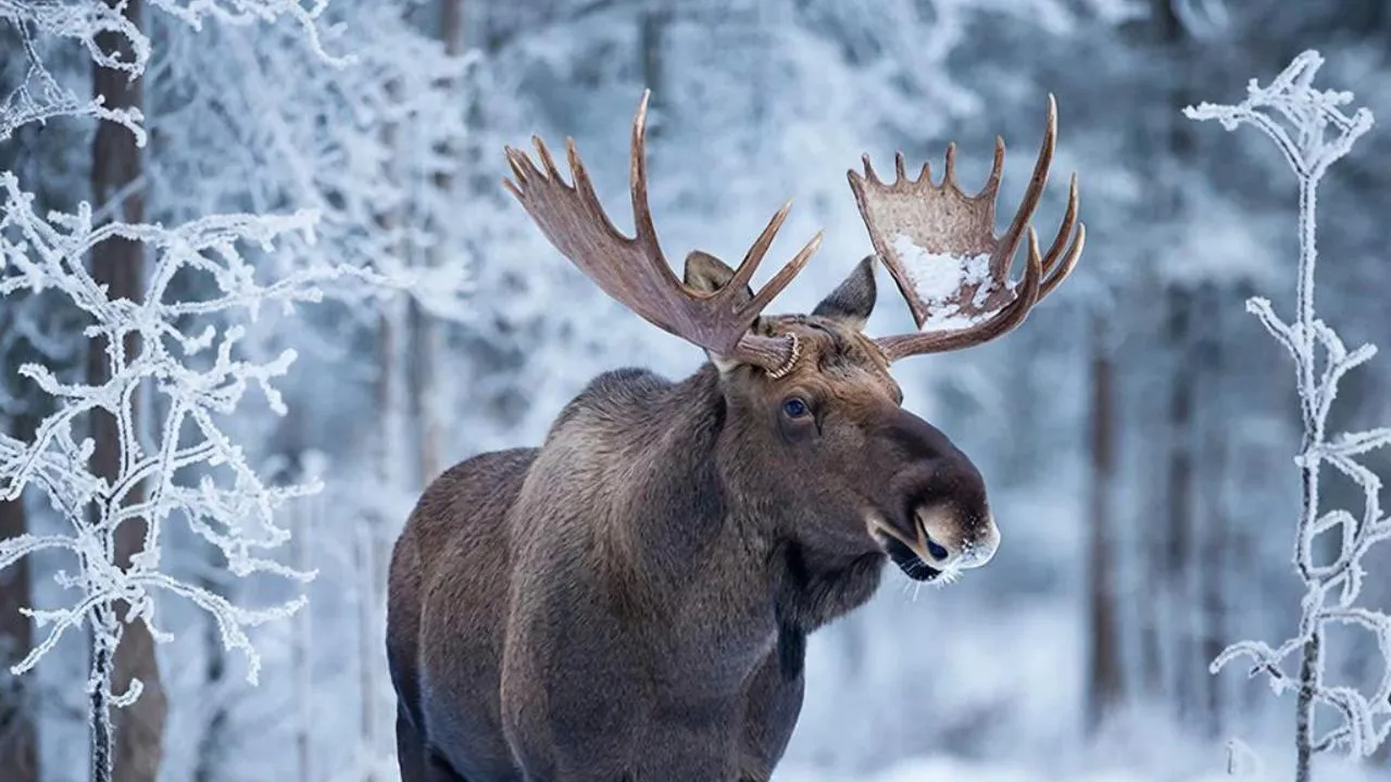 REGIONS/Сгенерировано нейросетью