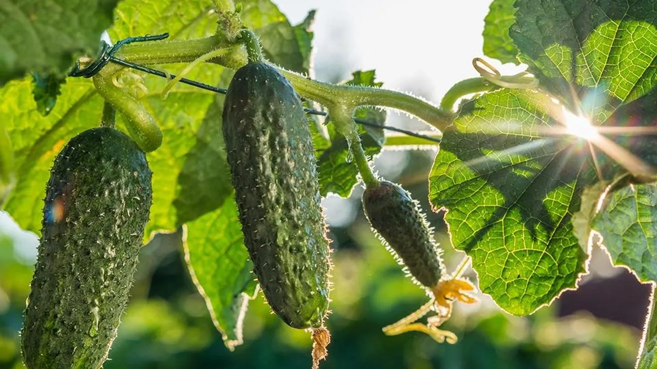 Фото: istockphoto.com/StockSeller_ukr