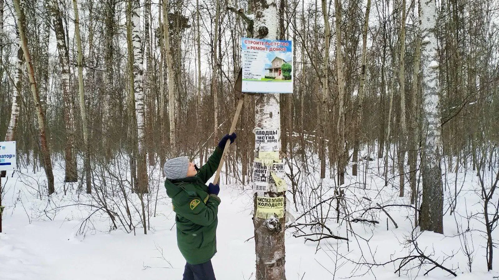 Фото: Комитет лесного хозяйства МО