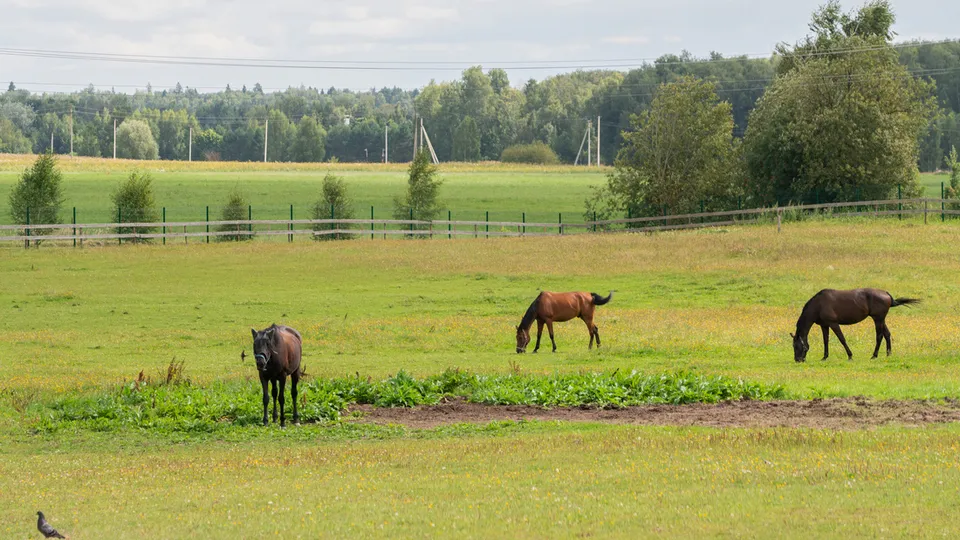 Фото: медиасток.рф
