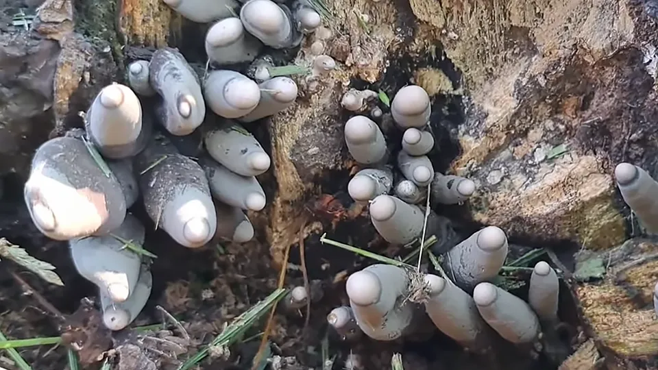 Фото: youtube.com/Blanchard's Bees