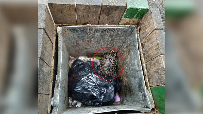 Черепах в пакетах выбросили в мусорку под Одинцово