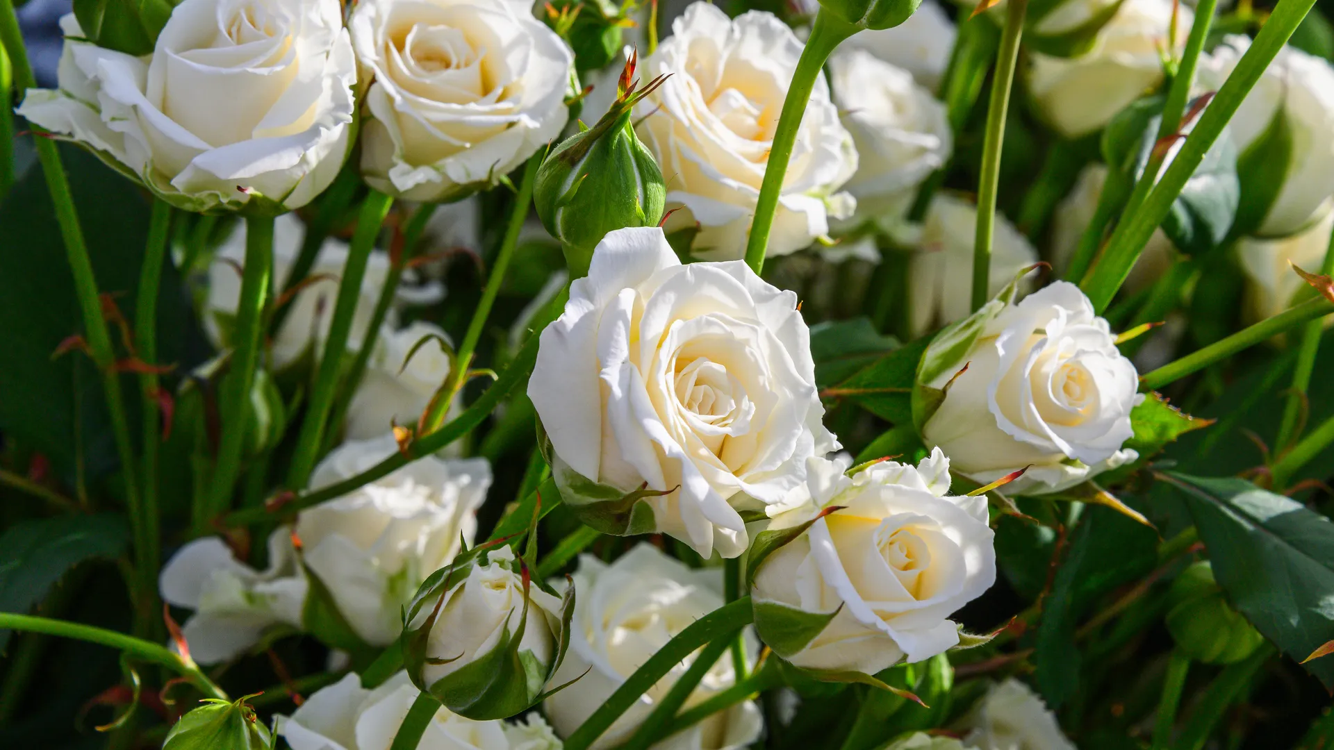 «Ласковый май» на Лубянке: Пашинян выложил видео с песней «Белые розы» на фоне здания ФСБ