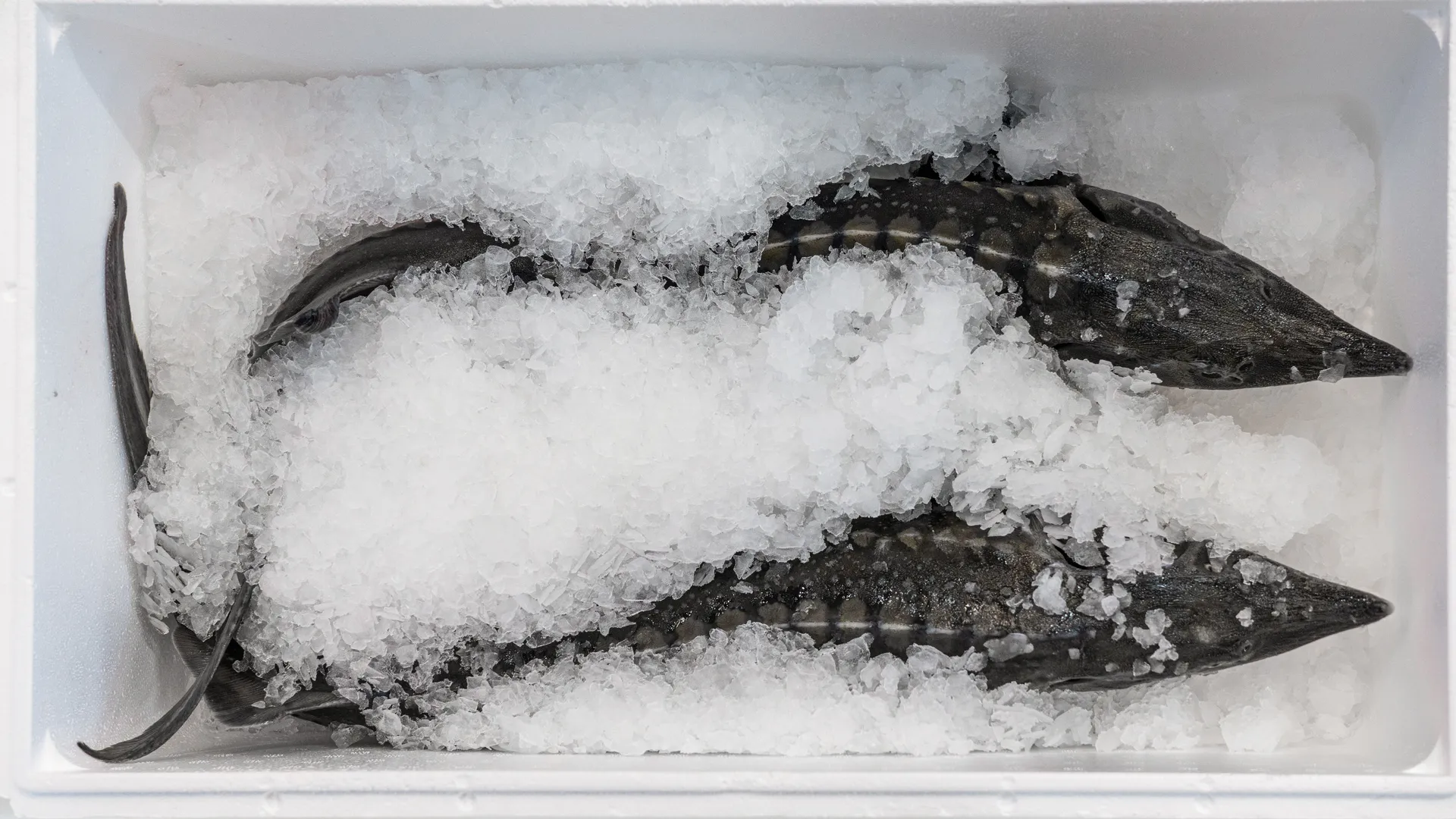 медиасток.рф