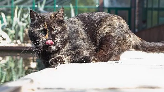 Новорожденные котята пропали у кошки из «Аптекарского огорода»