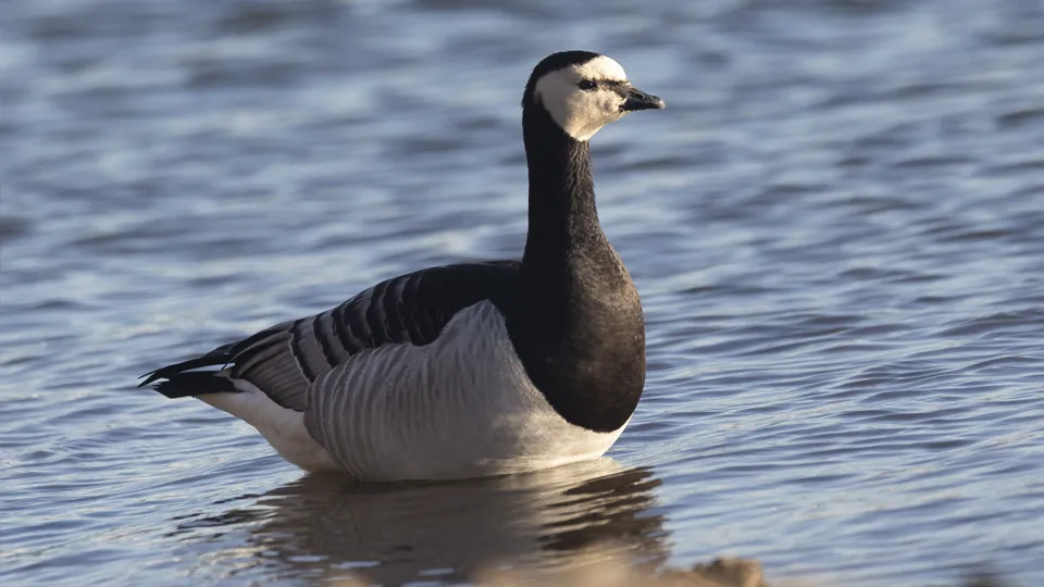 Фото: istockphoto.com/Lenorlux