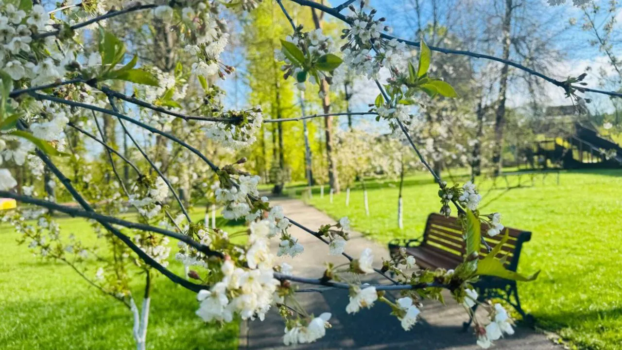 Фото: t.me/ParkVerbilki